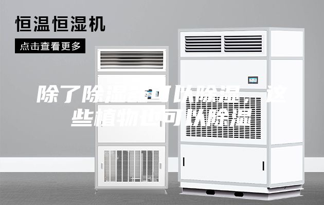 除了除濕器可以除濕，這些植物也可以除濕